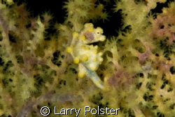 Yellow pigmy, Dumageute, Philippines, D300, 105VR, DS-160... by Larry Polster 
